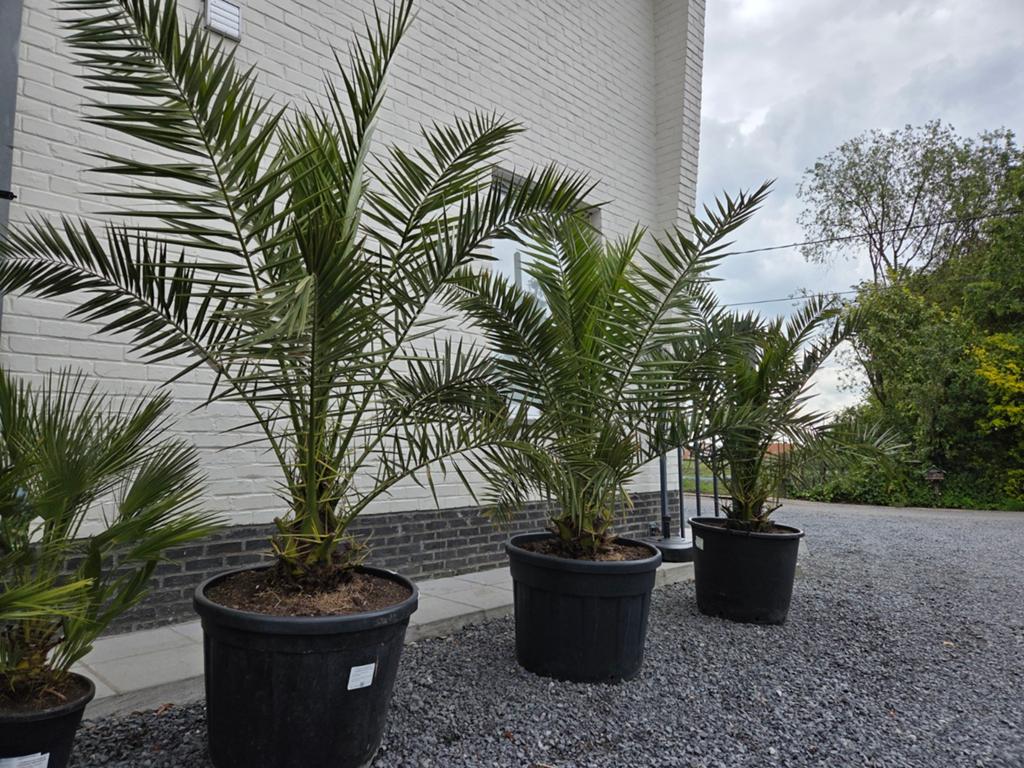 Phoenix Canariensis - dadelpalm, Tuin en Terras, Planten | Tuinplanten, Ophalen