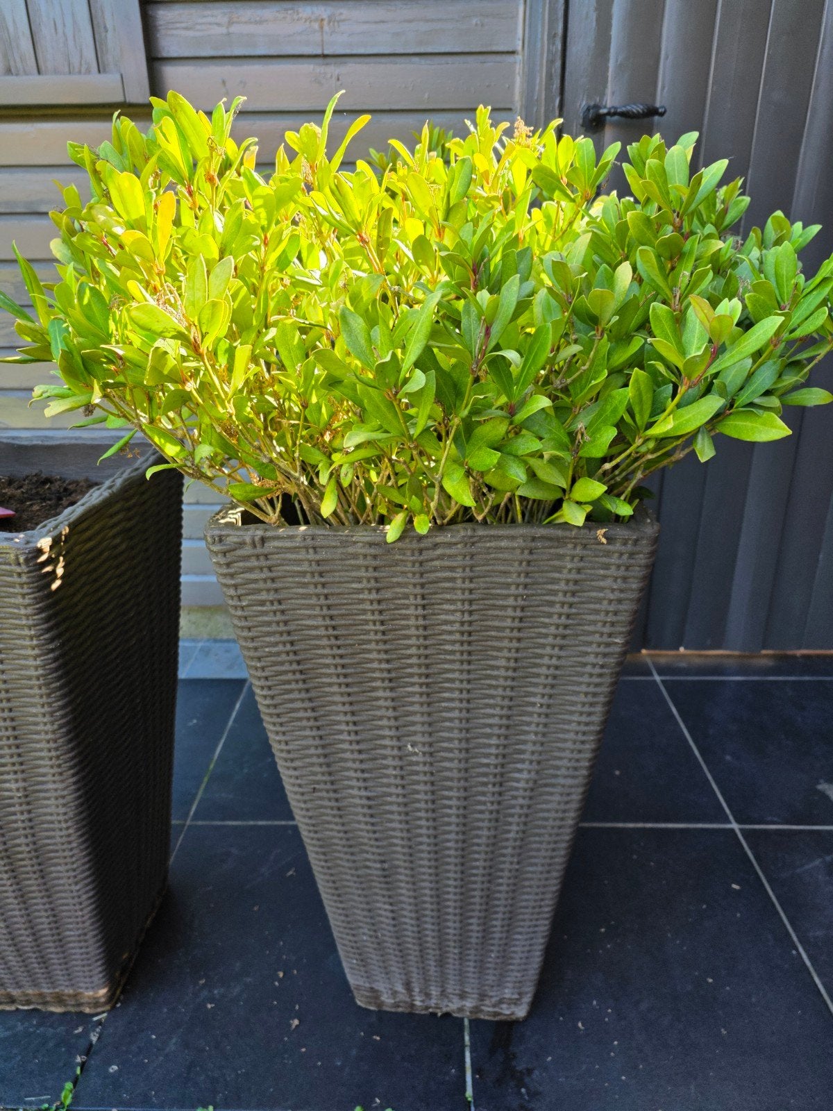 Plastieken planten potten 68 hoog, Ophalen