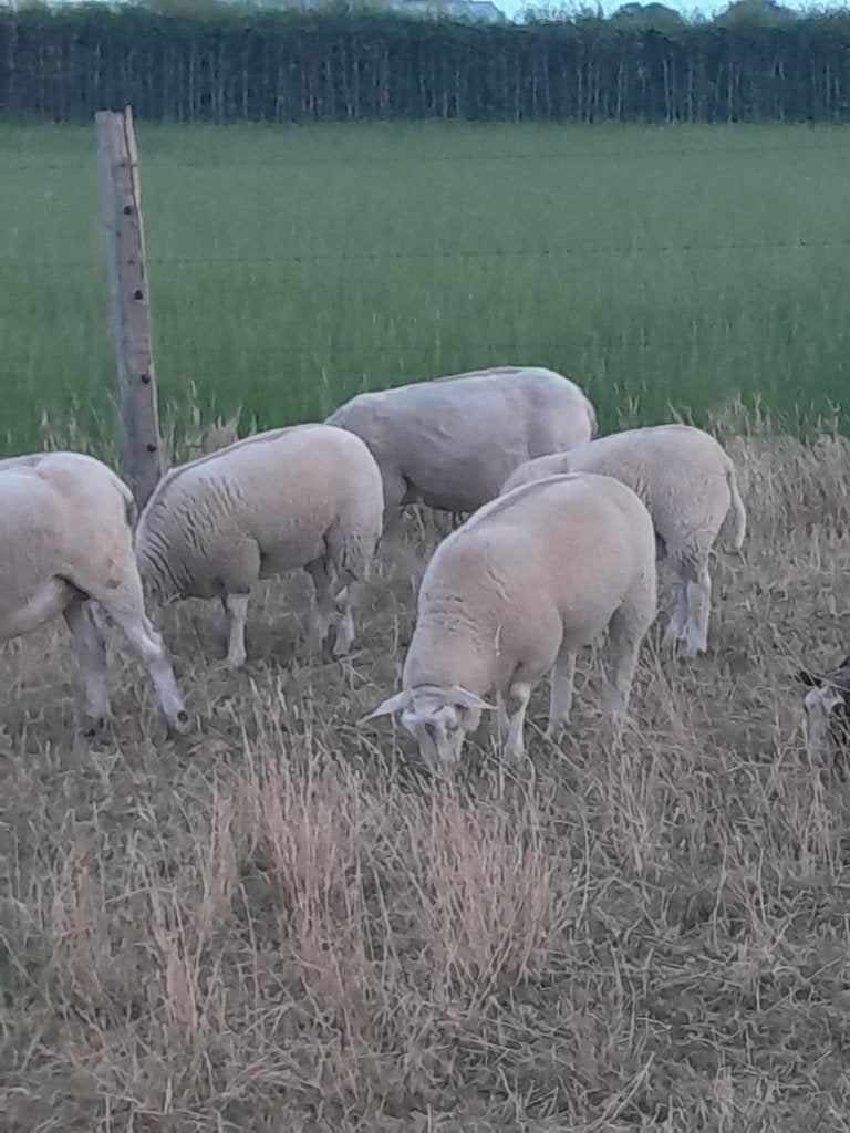 Baggerbonte en witte lammeren, Animaux & Accessoires, Moutons, Chèvres & Cochons, Mouton, Plusieurs animaux, 0 à 2 ans