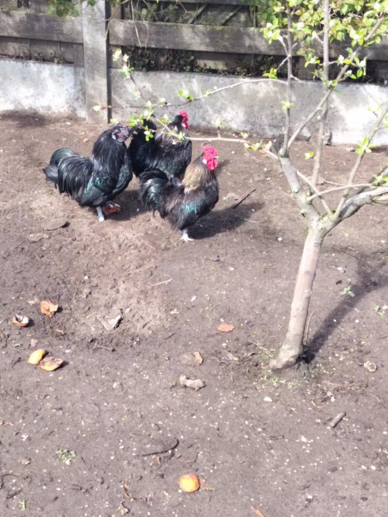 Haantjes, Dieren en Toebehoren