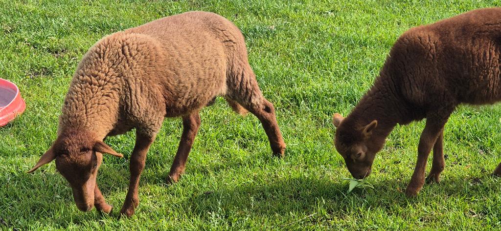 Ardense voskop lammeren en volwassen ooi, Dieren en Toebehoren, Maart, Meerdere dieren
