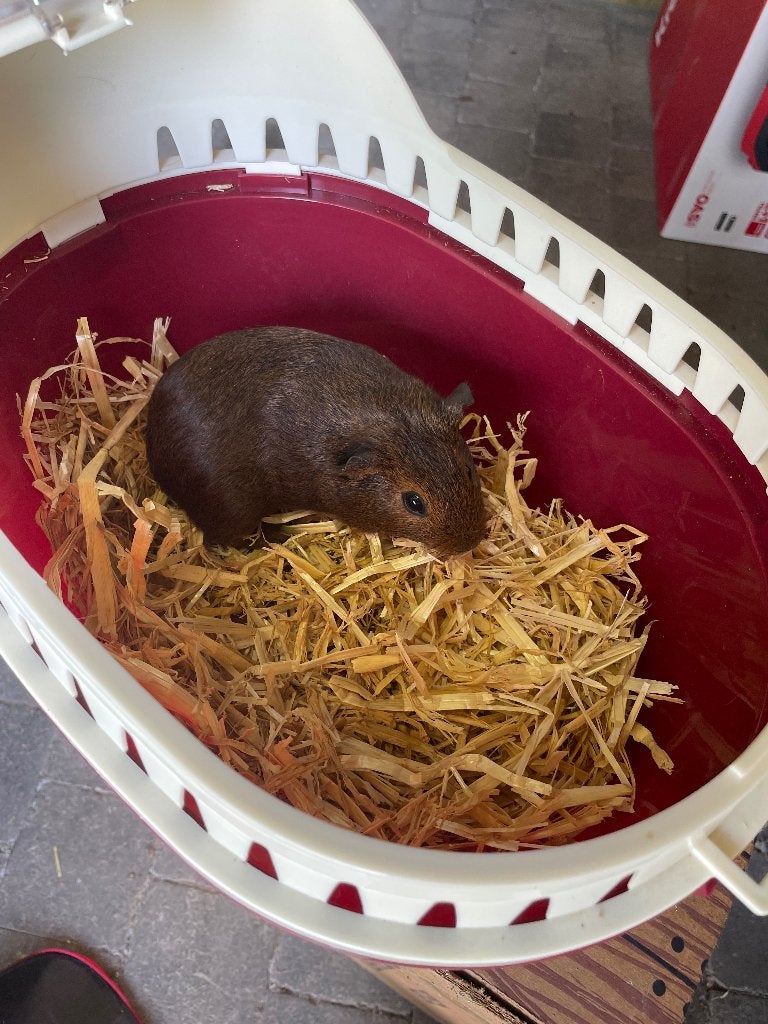 Cavia’s tekoop, Dieren en Toebehoren, Knaagdieren, Cavia, Augustus, Meerdere dieren, Tam