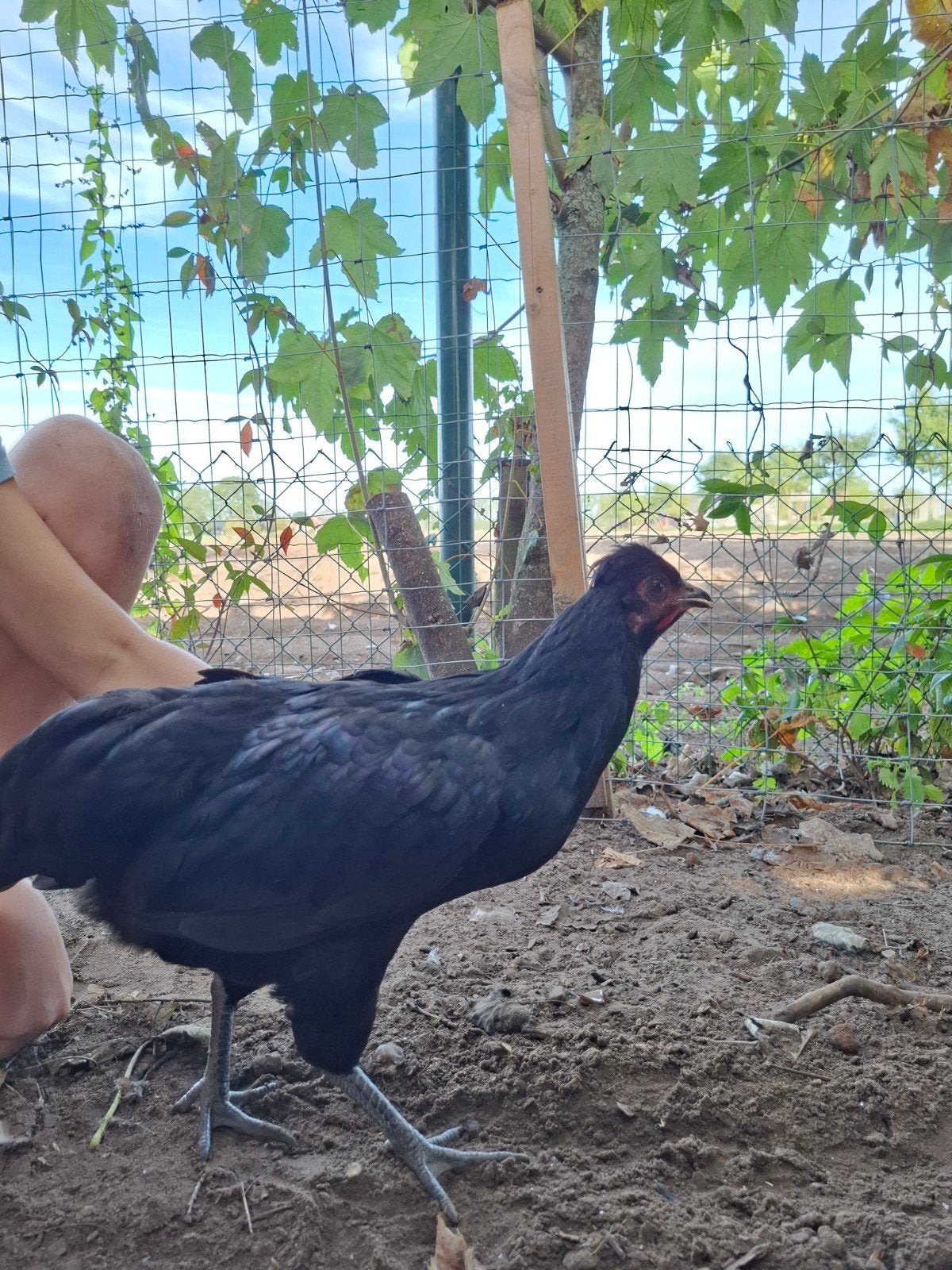 zwarte kip, Dieren en Toebehoren, Kip