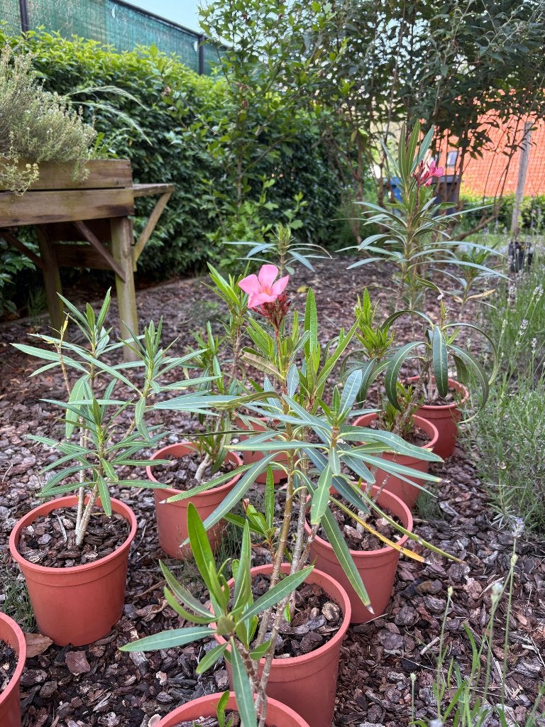 Roze oleanders, Autres espèces, Plein soleil, Été, Enlèvement