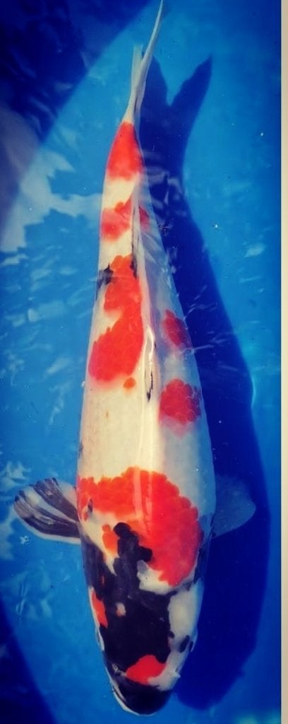 Koï japonaise showa., Animaux & Accessoires, Poissons | Poissons d'étang, Carpe ou Koï