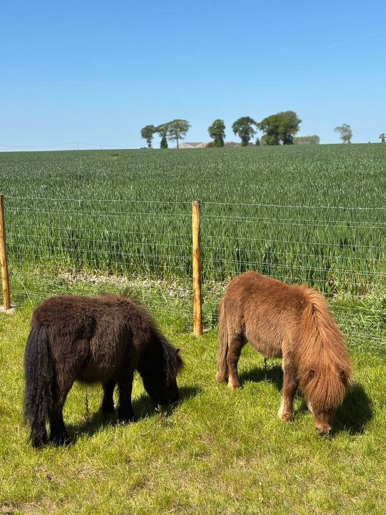 2 mini shetlander pony’s, Met stamboom, 0 tot 2 jaar, Hengst, A pony (tot 1.17m)