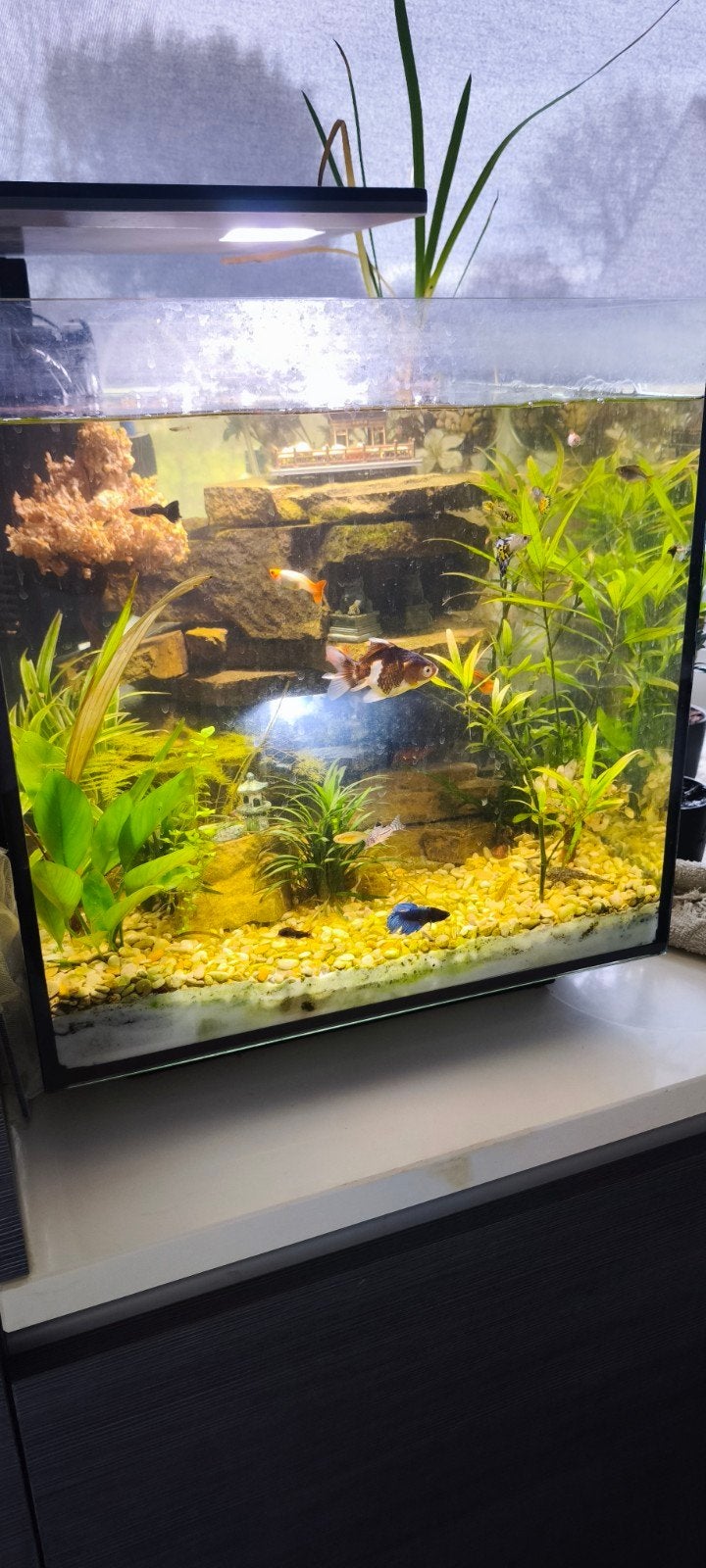 Aquarium 60l, Ophalen, Decoratie