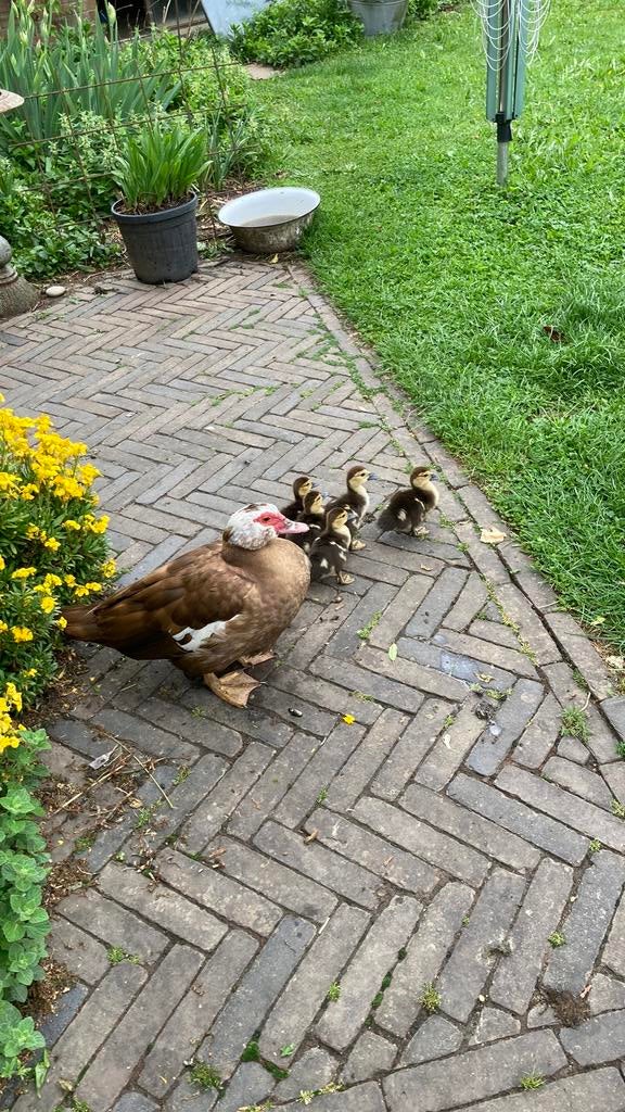 Poussins d'épine-vinette, Sexe inconnu, Canard