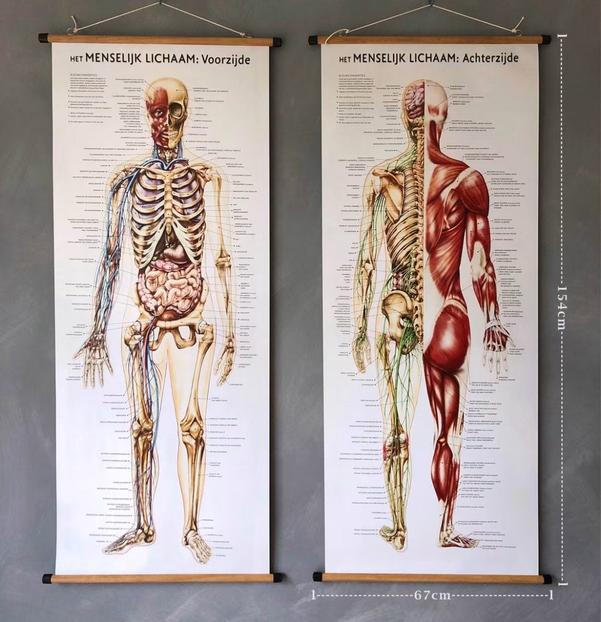 Menselijk lichaam, Antiek en Kunst, Antiek | Schoolplaten, Ophalen of Verzenden, Natuur en Biologie