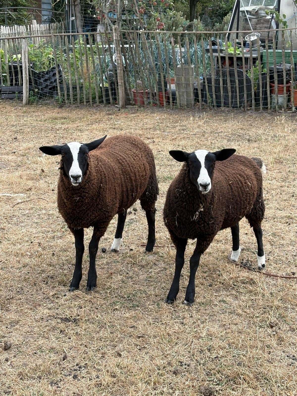 3 zwartbles moeren