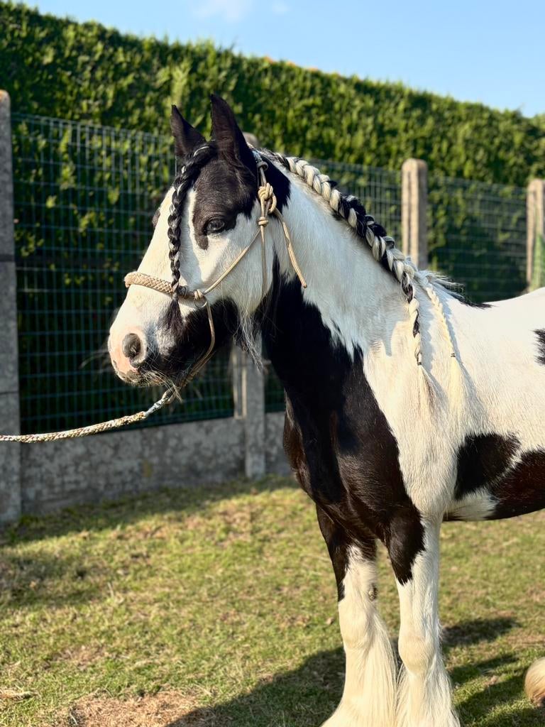 MR. DALTON — Mini Tinker met WOW-factor, Dieren en Toebehoren, Pony's, Ruin, Onbeleerd, B pony (1.17m tot 1.27m), 3 tot 6 jaar