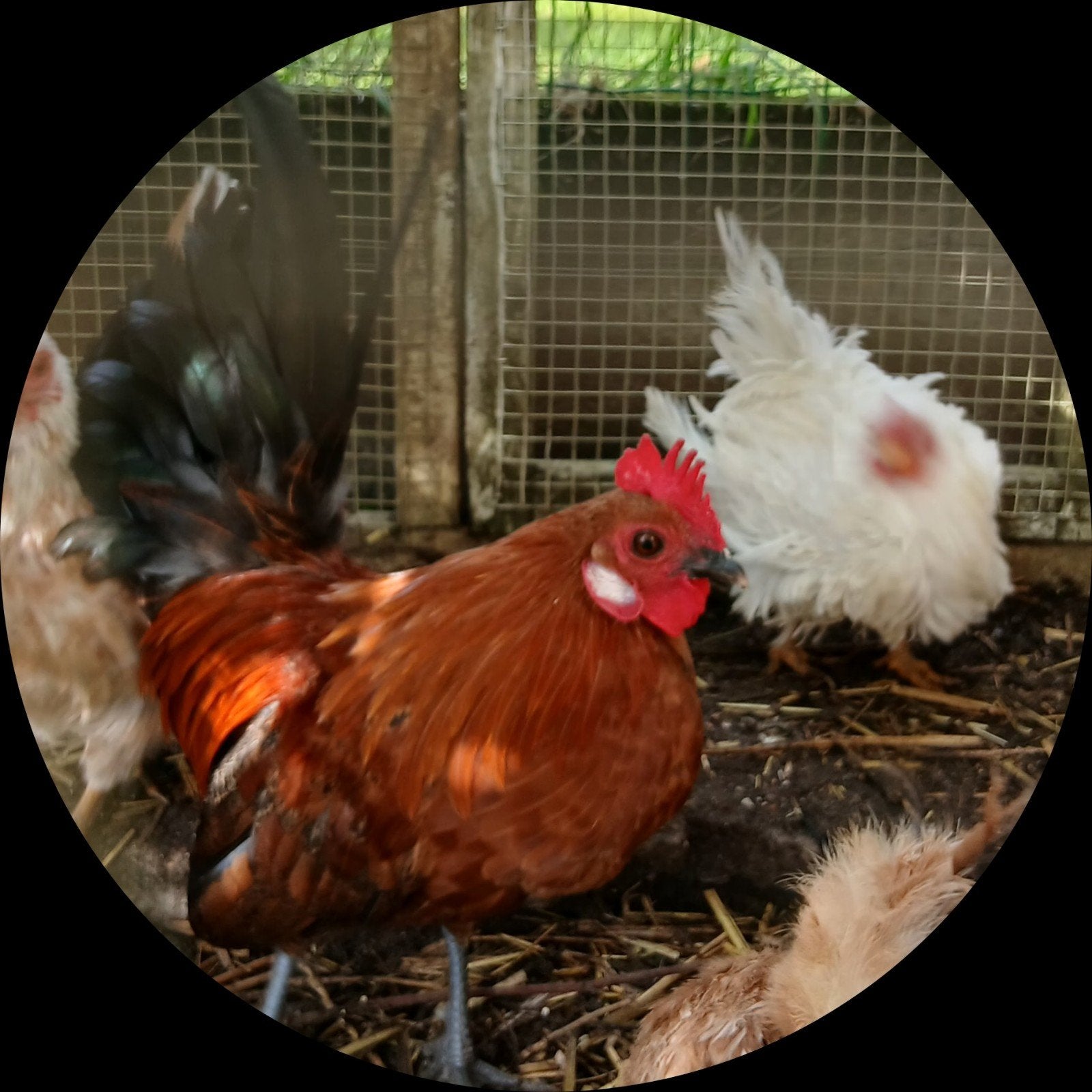 serama gladveer haantje en krull hennetje, Plusieurs animaux, Poule ou poulet