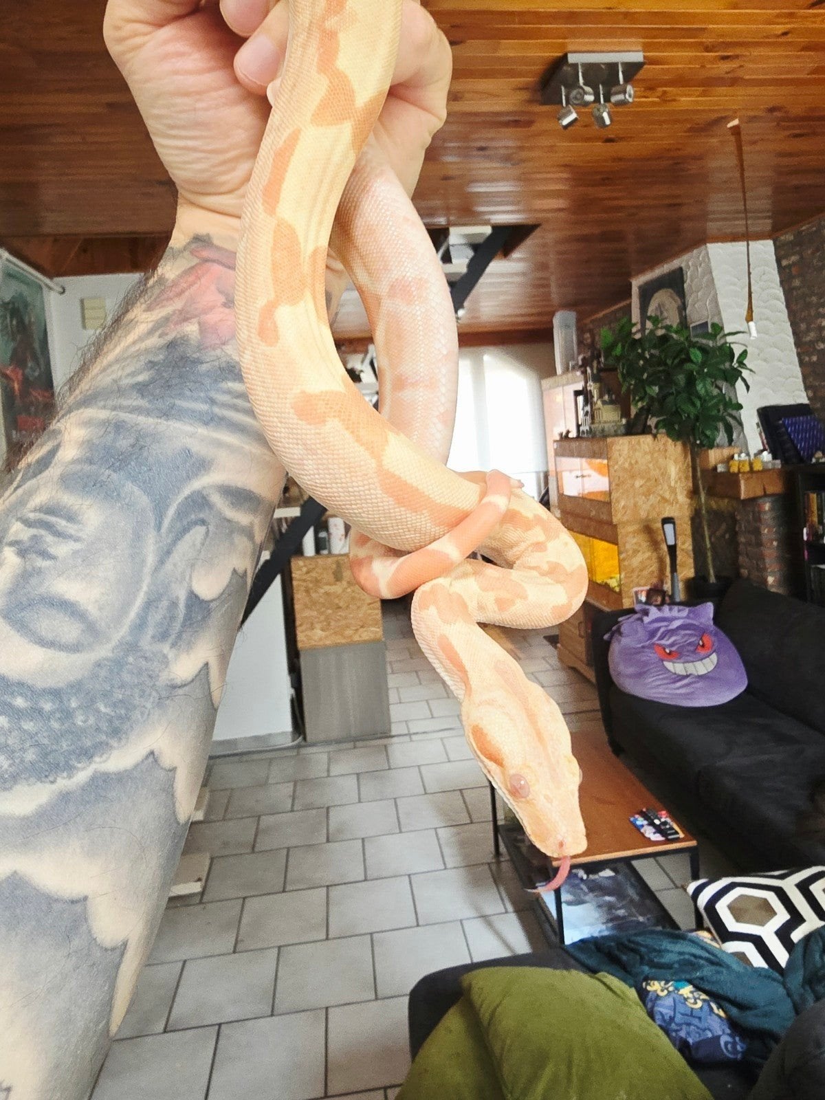 boa constrictor sunglow 
100% het Anery
100% het Kahl Albino, Dieren en Toebehoren, Slang, Tam, 0 tot 2 jaar