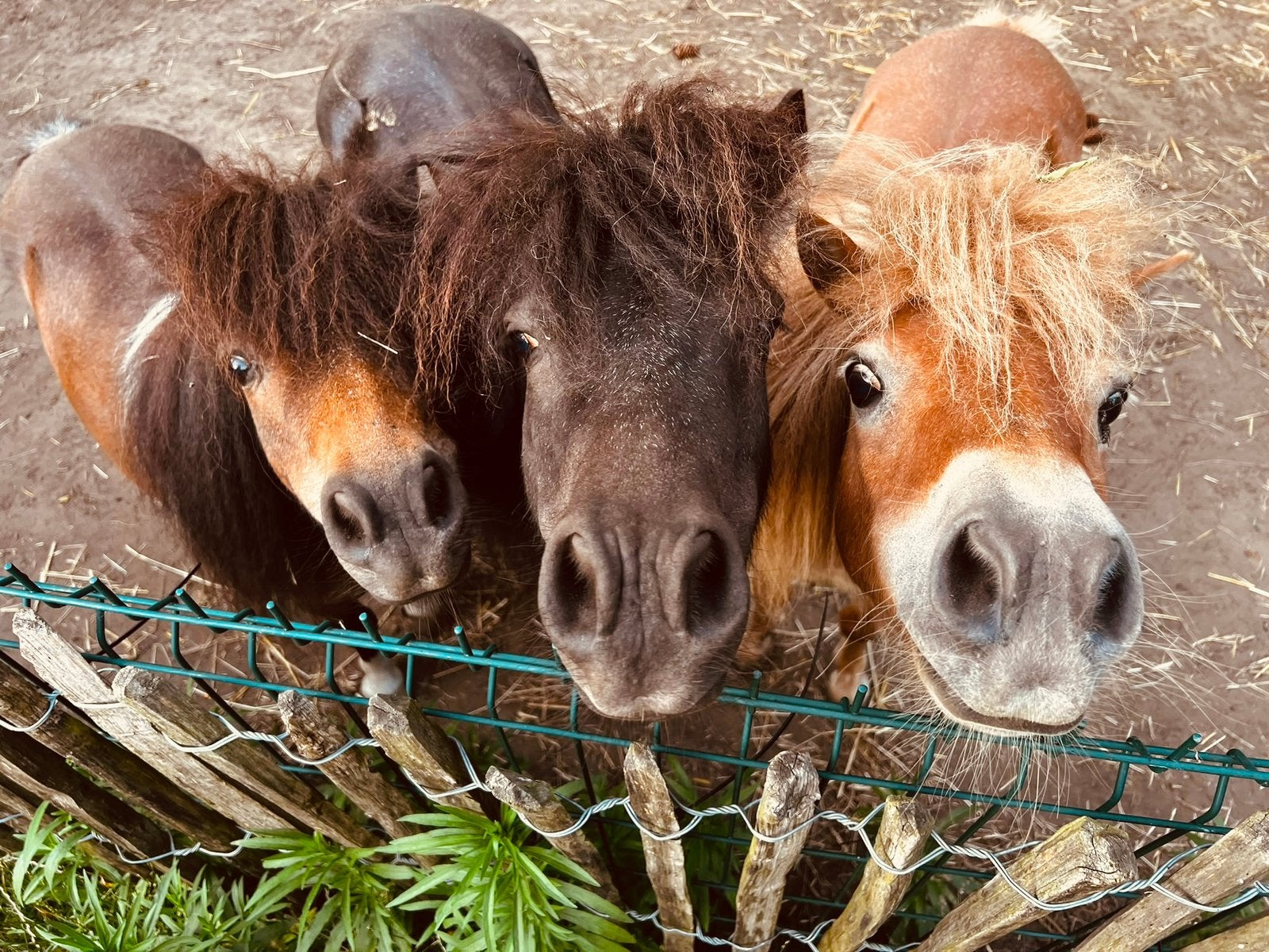Shetlanders gezinnetje op zoek naar een 4ever home, Dieren en Toebehoren, Overige Dieren, Januari, Meerdere dieren