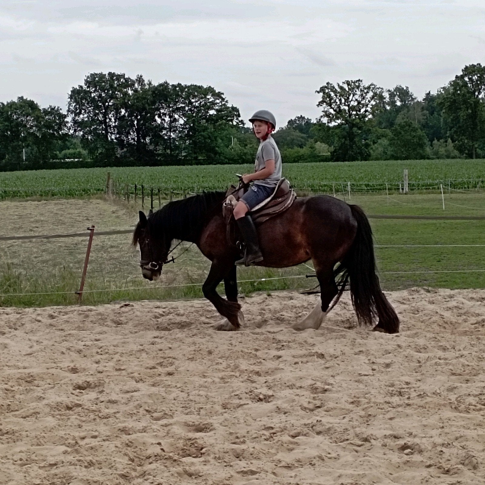 verzorgpaard,  halve stal aangeboden, Merrie, B