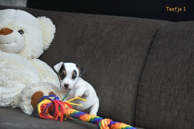 Prachtige Jack Russell pups, België, Jack Russell Terriër, 8 tot 15 weken, Meerdere