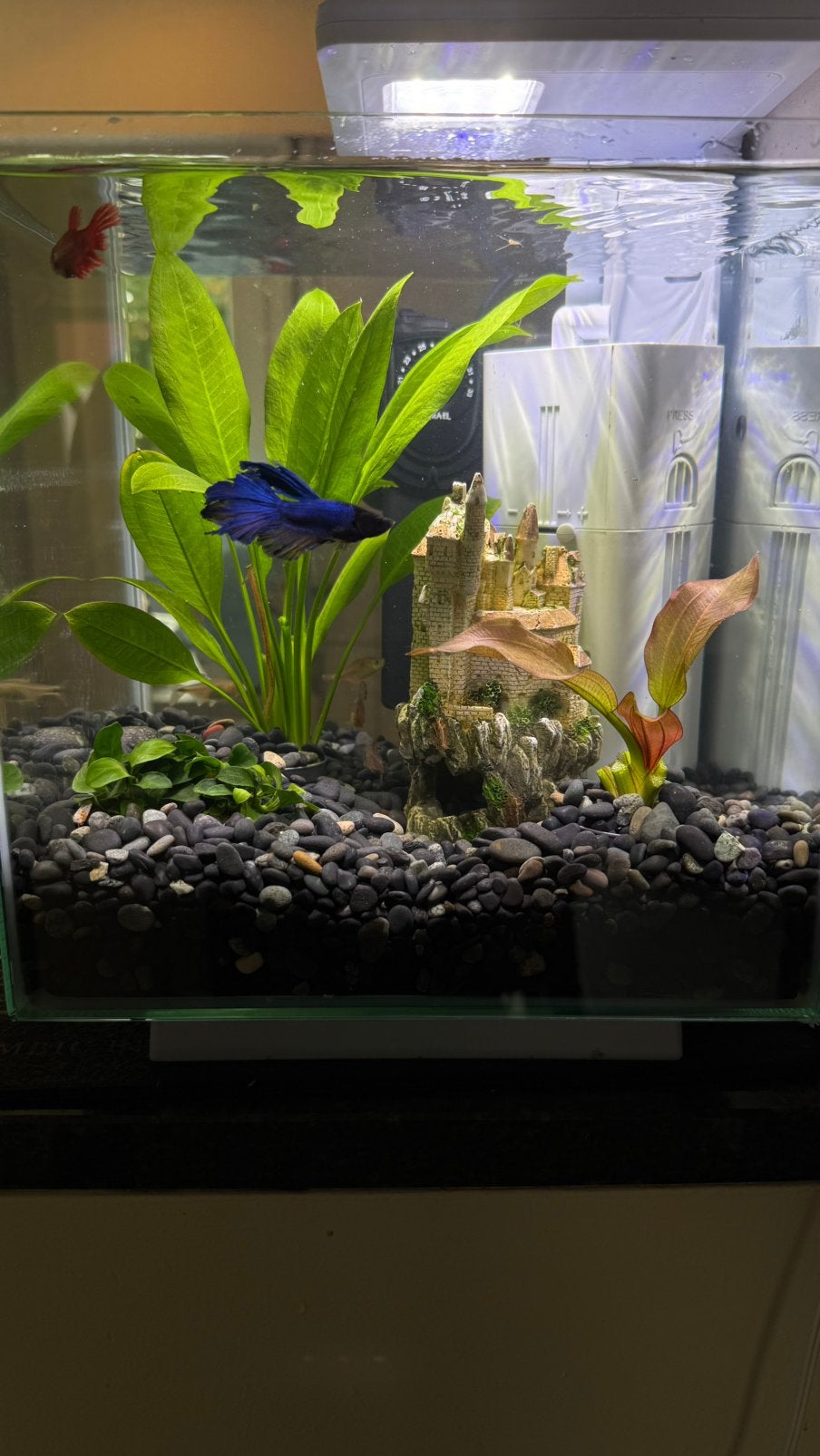 Aquarium, Dieren en Toebehoren, Ophalen, Overige merken, Zo goed als nieuw, Verwarming