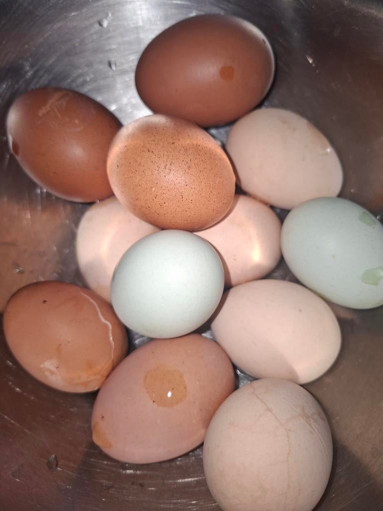 Verrassings broedeitjes, broedeieren, kleurleggers