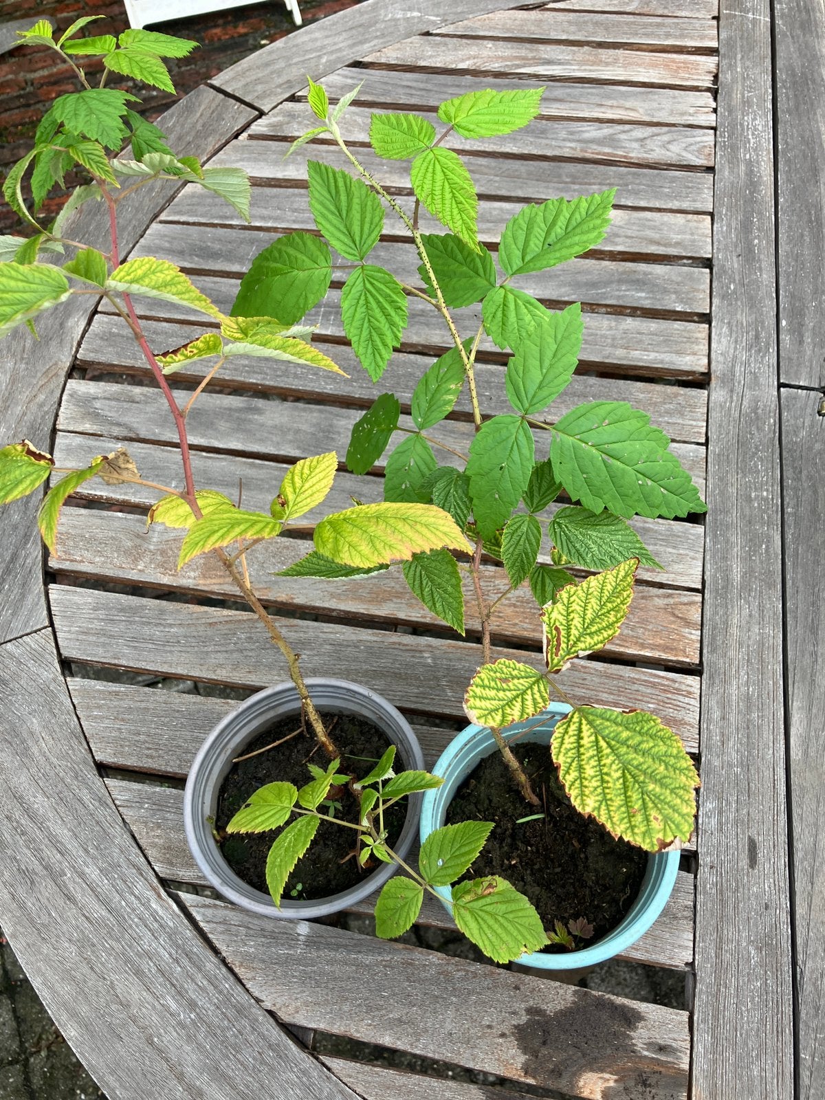 Frambozeplant, Tuin en Terras, Ophalen