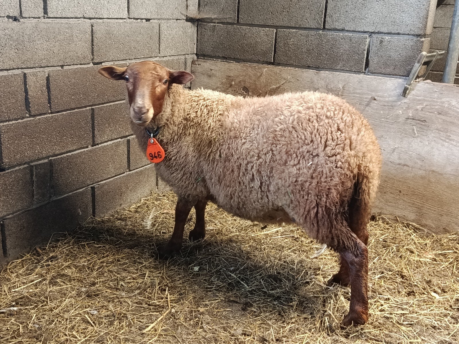 ramlam voor de slacht, Animaux & Accessoires, Moutons, Chèvres & Cochons