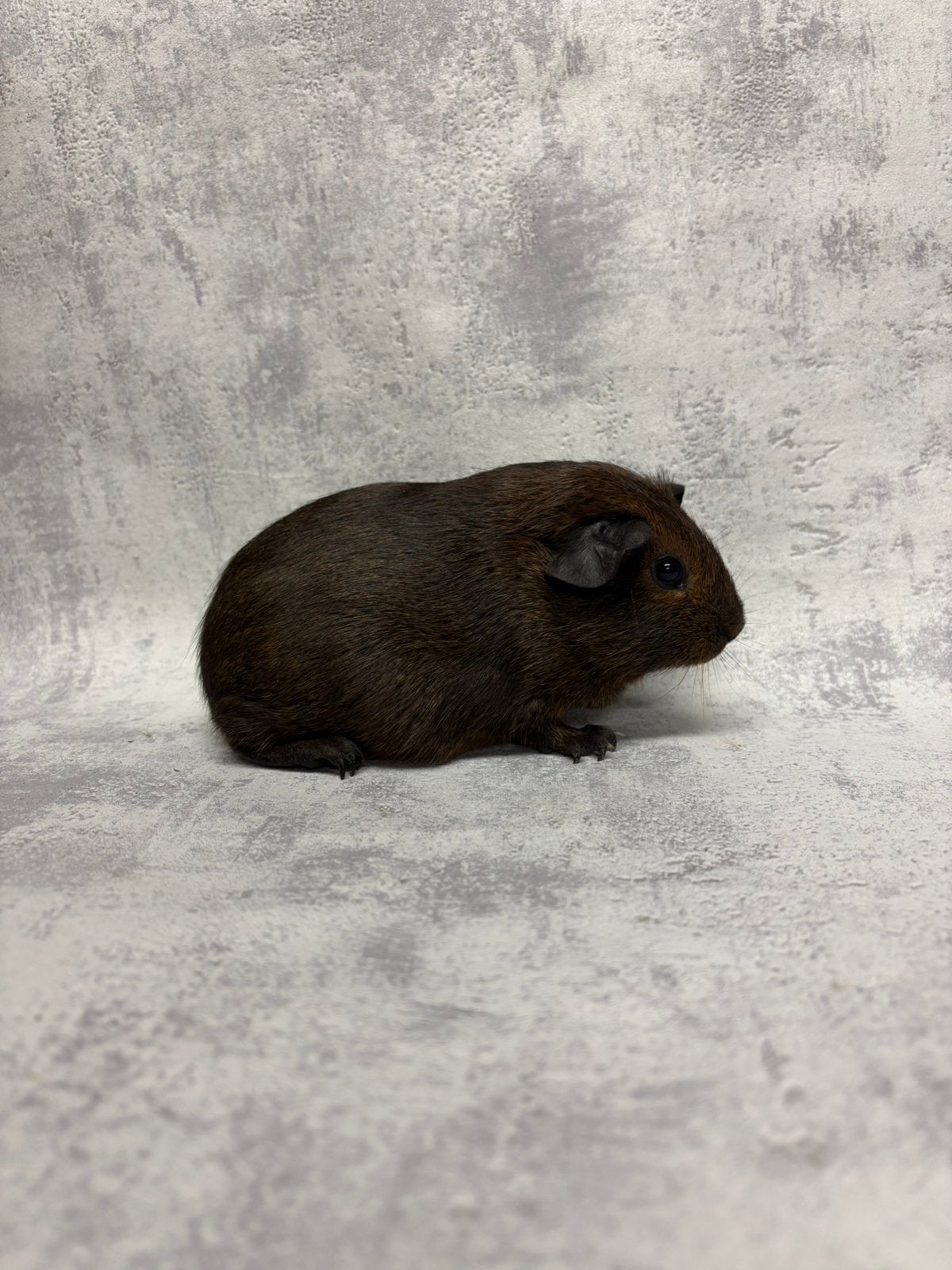 Cavia goudagouti vrouwtje, Animaux & Accessoires, Août, Femelle, Cobaye