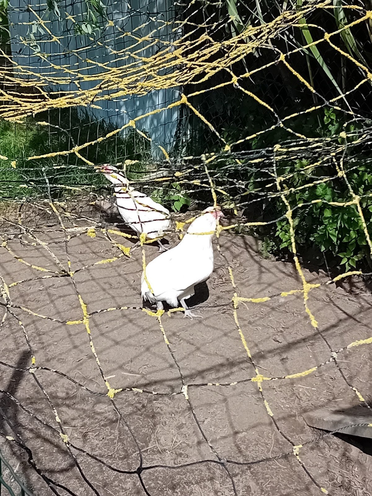 1 koppel Araucana en 1 koppel andere ras te koop, Dieren en Toebehoren, Kip