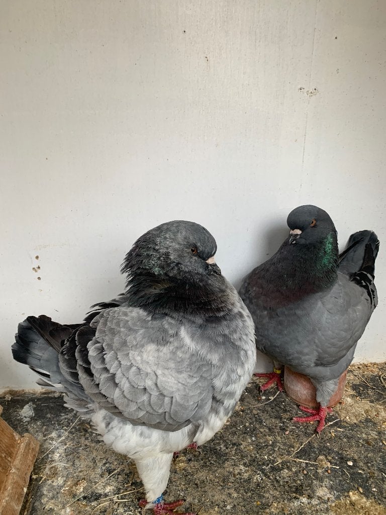Mooi koppel king duiven, Dieren en Toebehoren, Vogels | Duiven, Meerdere dieren, Overige soorten