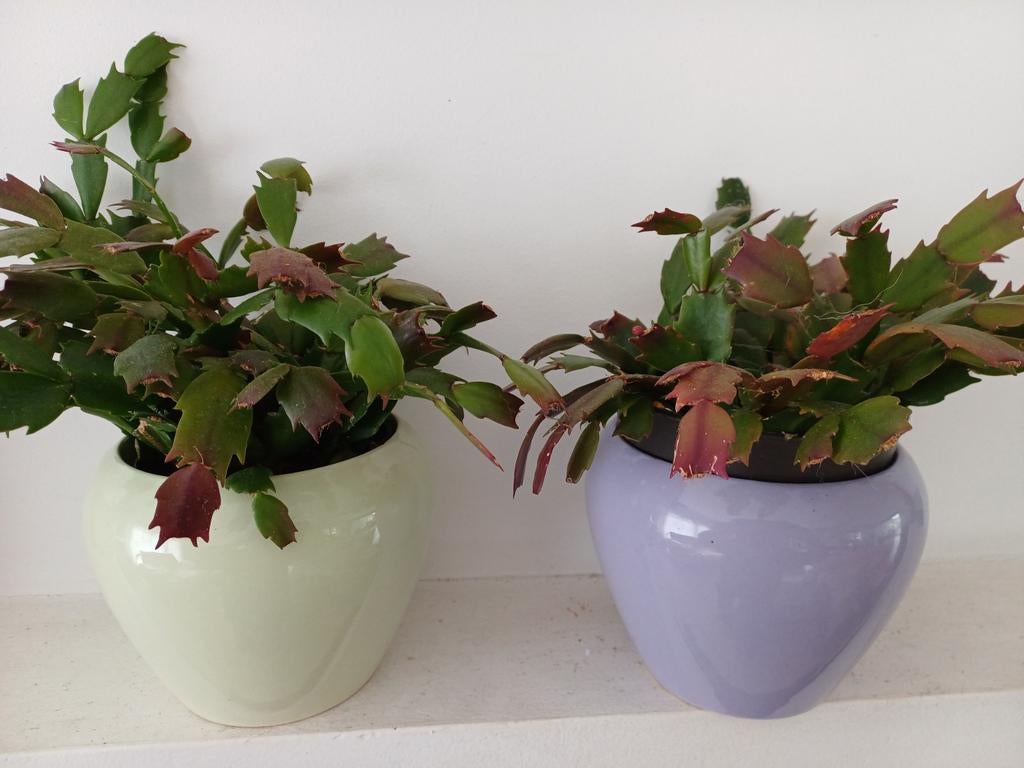 Lidcactus 2 stuks...met cachepot, Ophalen