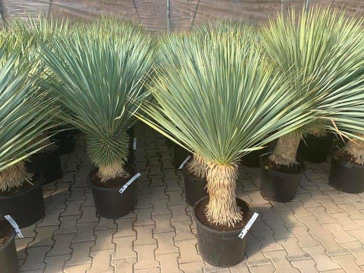 Mediterrane bomen assortiment | Palmen, olijven en vijgen