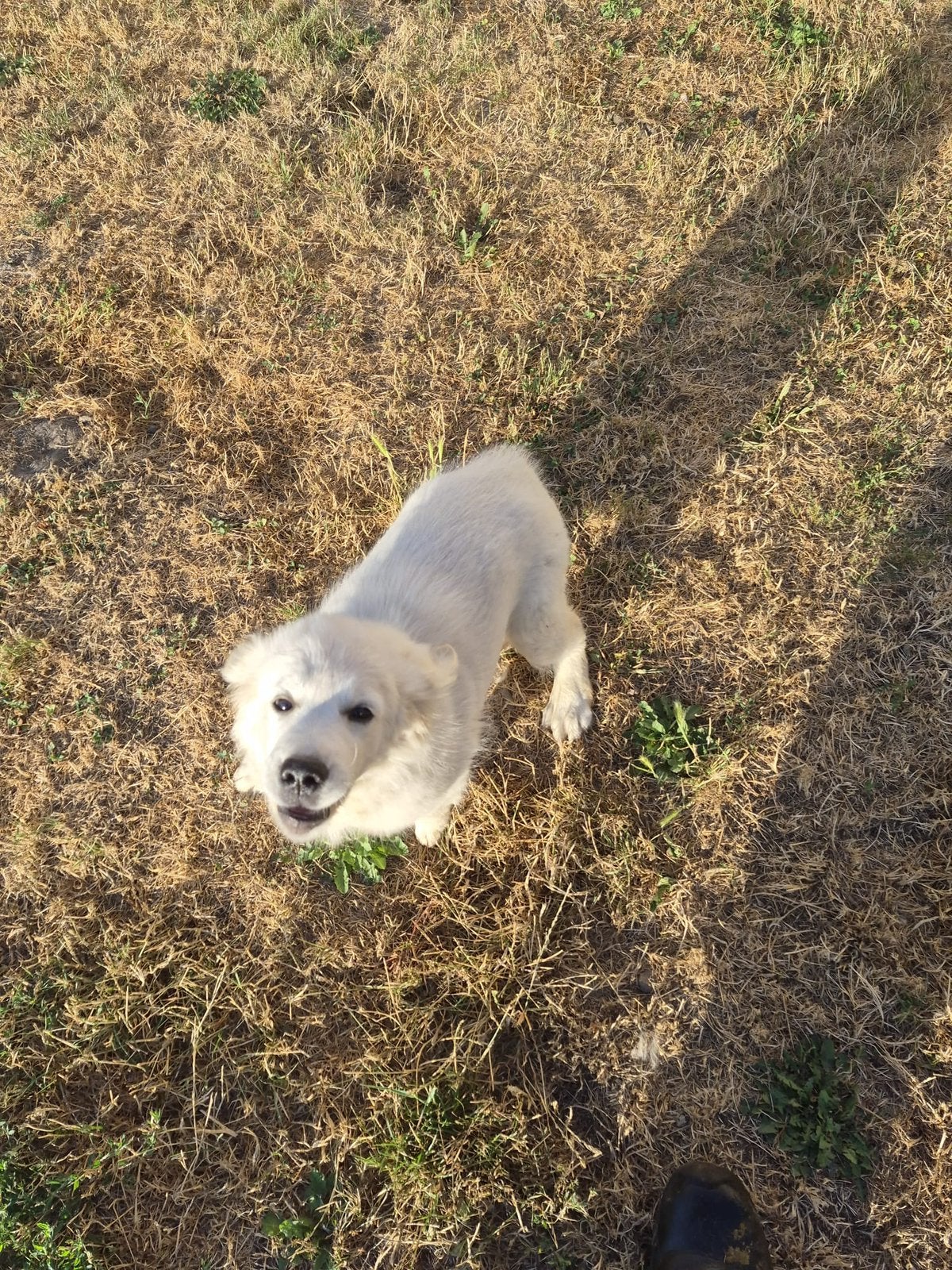 Golden retriever pup, Golden retriever, Maladie de Carré (chiens), Chienne, Belgique