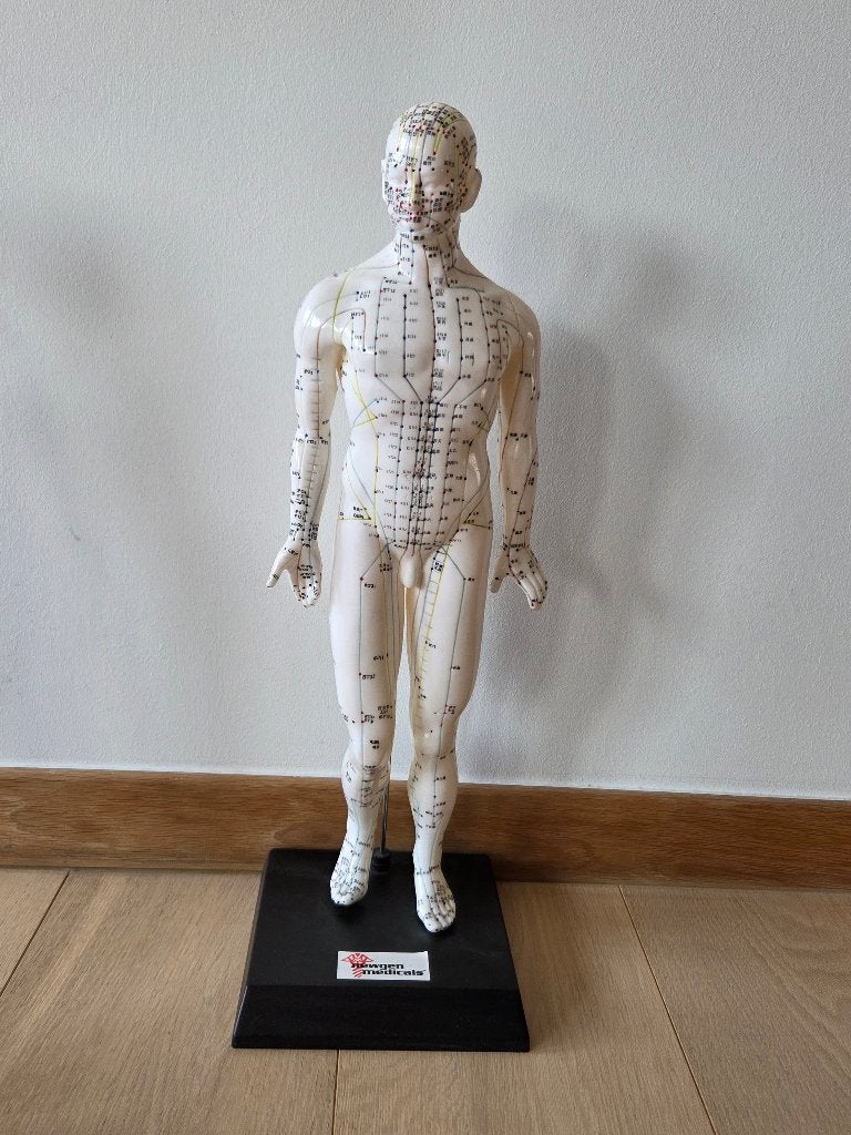 Modèle d'acupuncture homme, Enlèvement, Utilisé