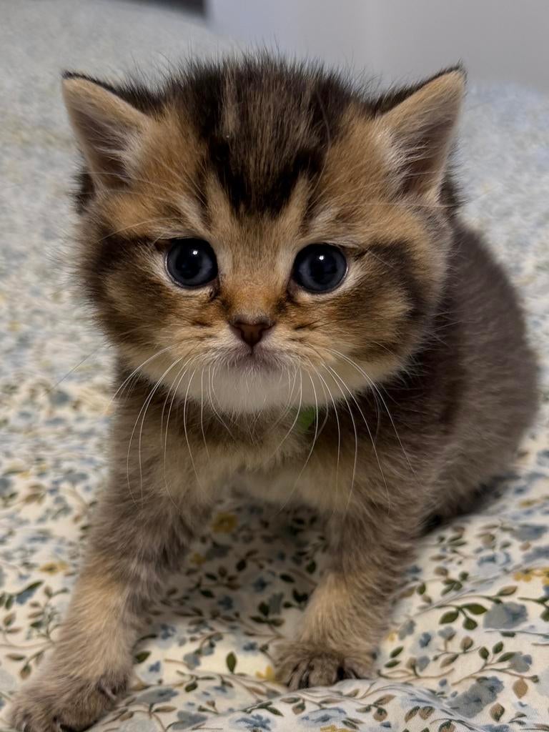 Brits korthaar kittens, Kater, Gechipt, 0 tot 2 jaar