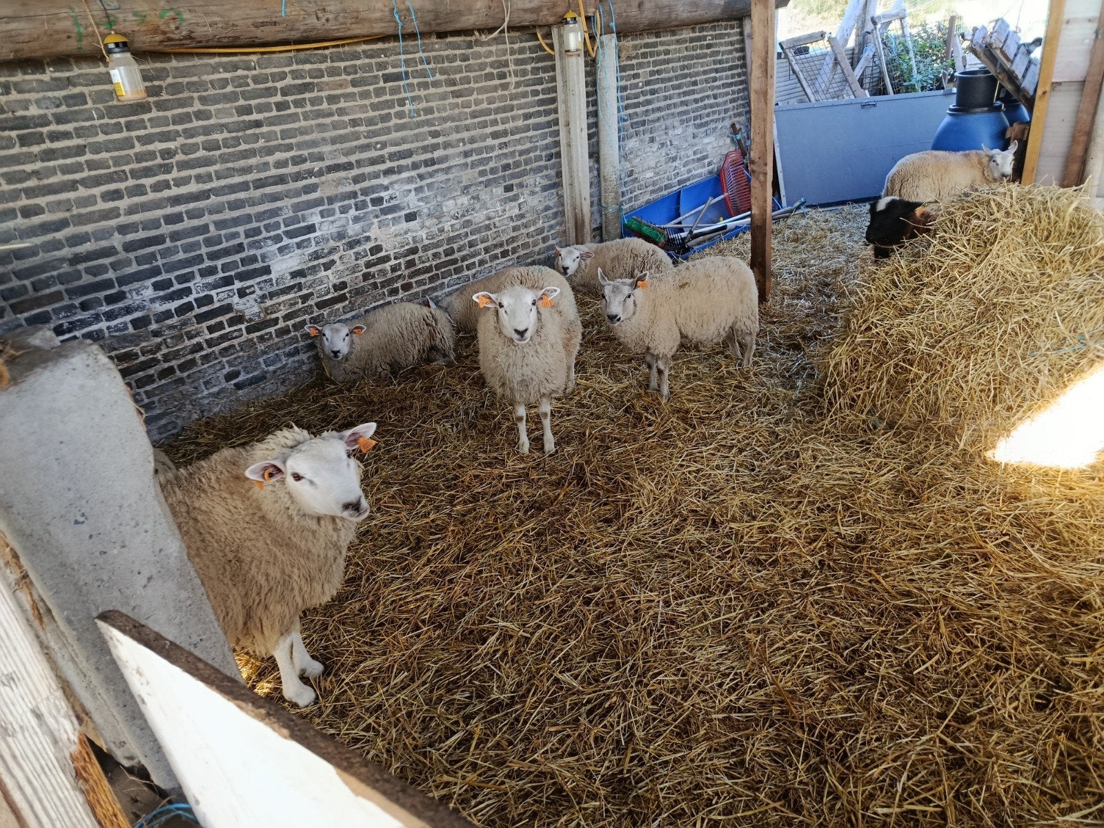 16 moutons mâles à vendre. à engraissé !!!, Animaux & Accessoires, Mâle, Mouton, 0 à 2 ans
