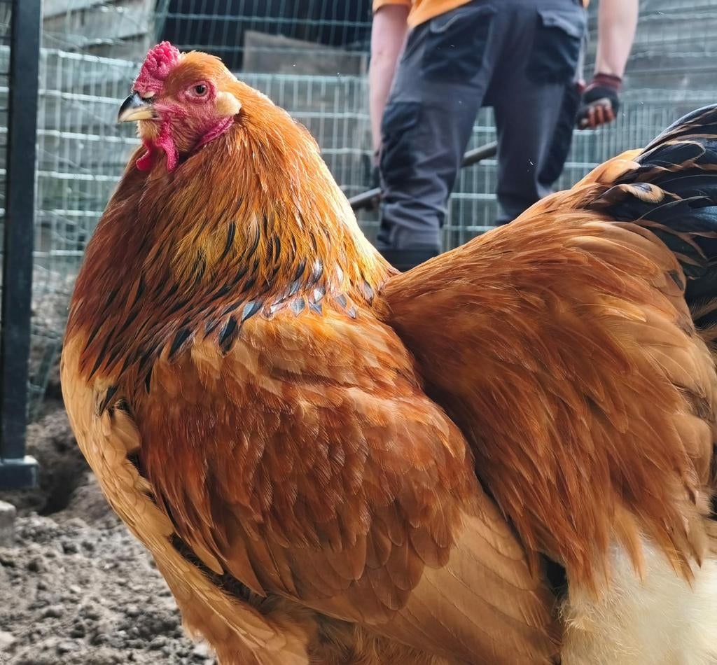 Brahma Groothoenders kweekhaan BUFF ZWART, Dieren en Toebehoren, Pluimvee