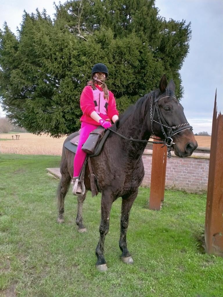 RECREATIE PAARD., Dieren en Toebehoren, Paarden, Gechipt, Ruin, Niet van toepassing, 160 tot 165 cm