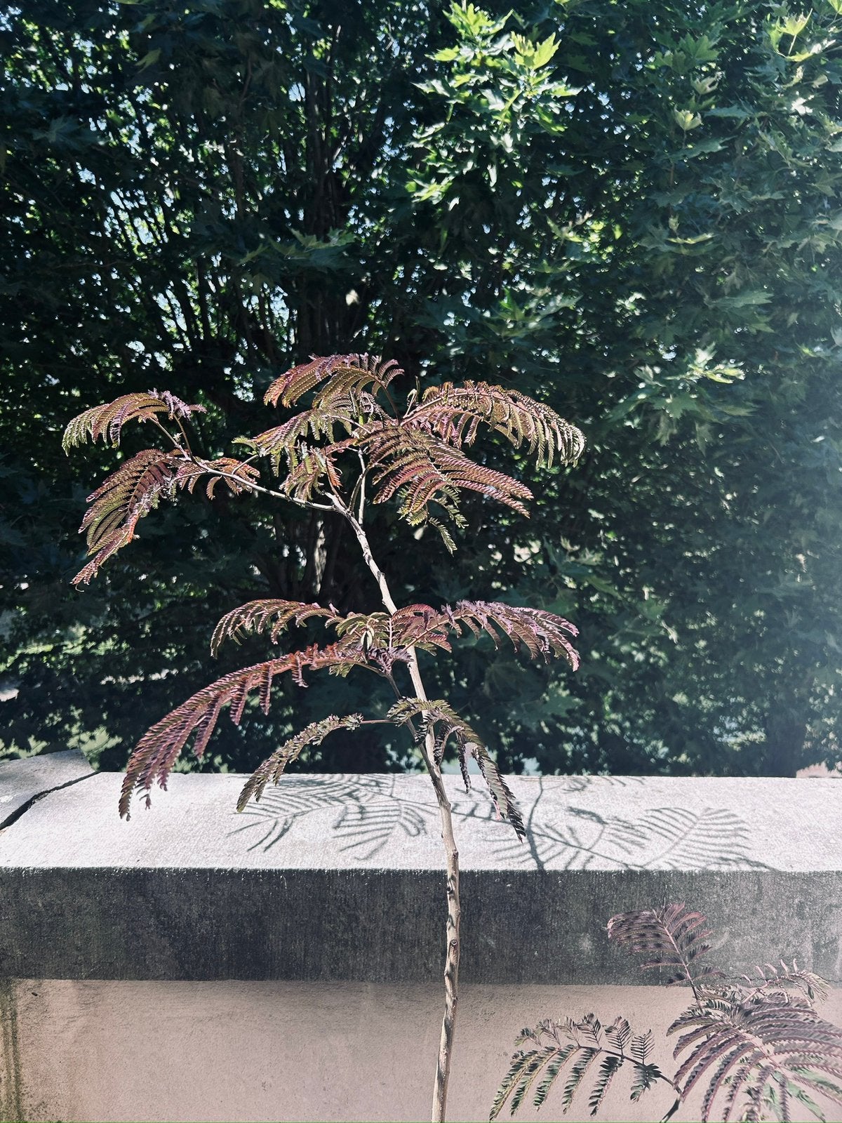 Albizia julibrissin - Summer Chocolate, Ophalen, Volle zon