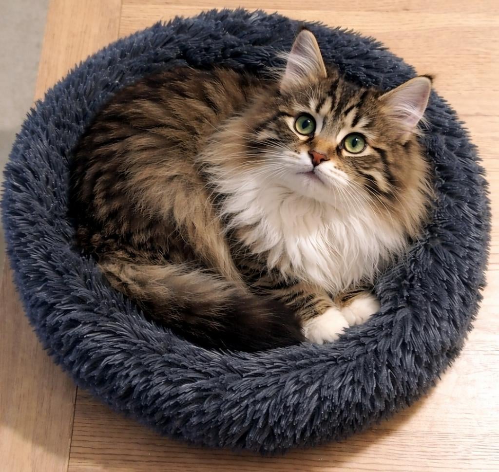 Schattig katten mandje, Ophalen of Verzenden