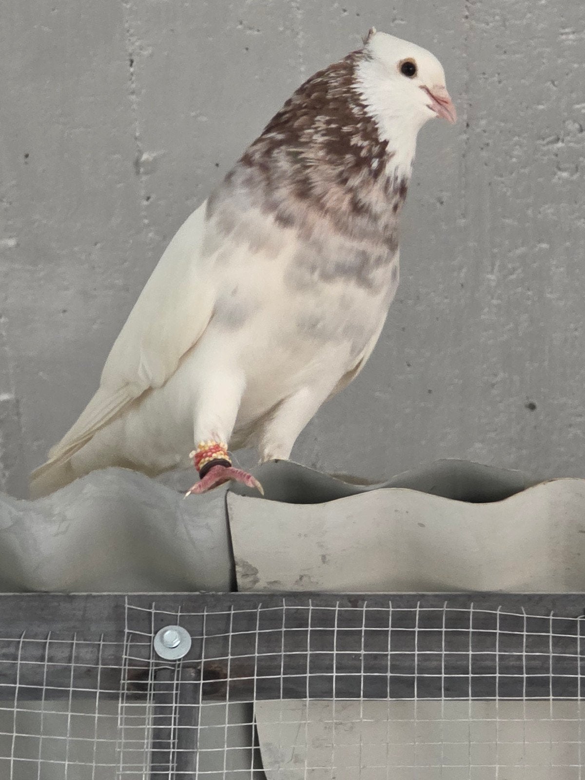 Toghi soror. IRAN., Animaux & Accessoires, Oiseaux | Oiseaux Autre, Mâle