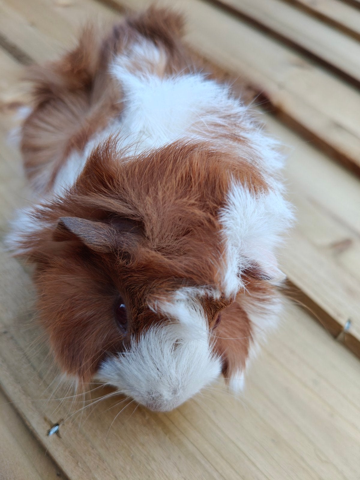jonge cavia's, Dieren en Toebehoren, Knaagdieren, April, Meerdere dieren, Cavia