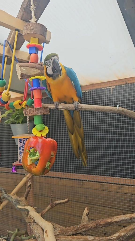 Blauwgele ara man + eventueel groenvleugel pop, Dieren en Toebehoren, Vogels | Parkieten en Papegaaien, Geringd