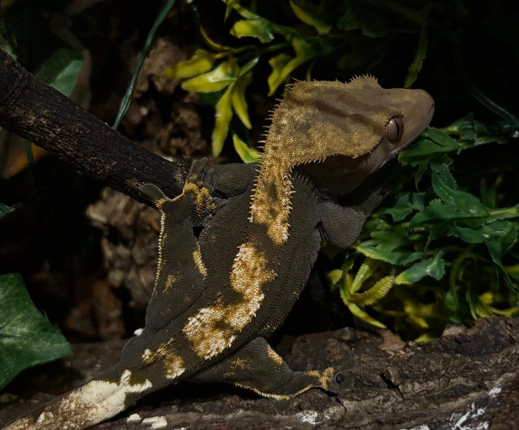 RTB 100% Het Axanthic wimpergekko man, Dieren en Toebehoren, Reptielen en Amfibieën, Hagedis, 0 tot 2 jaar, Tam