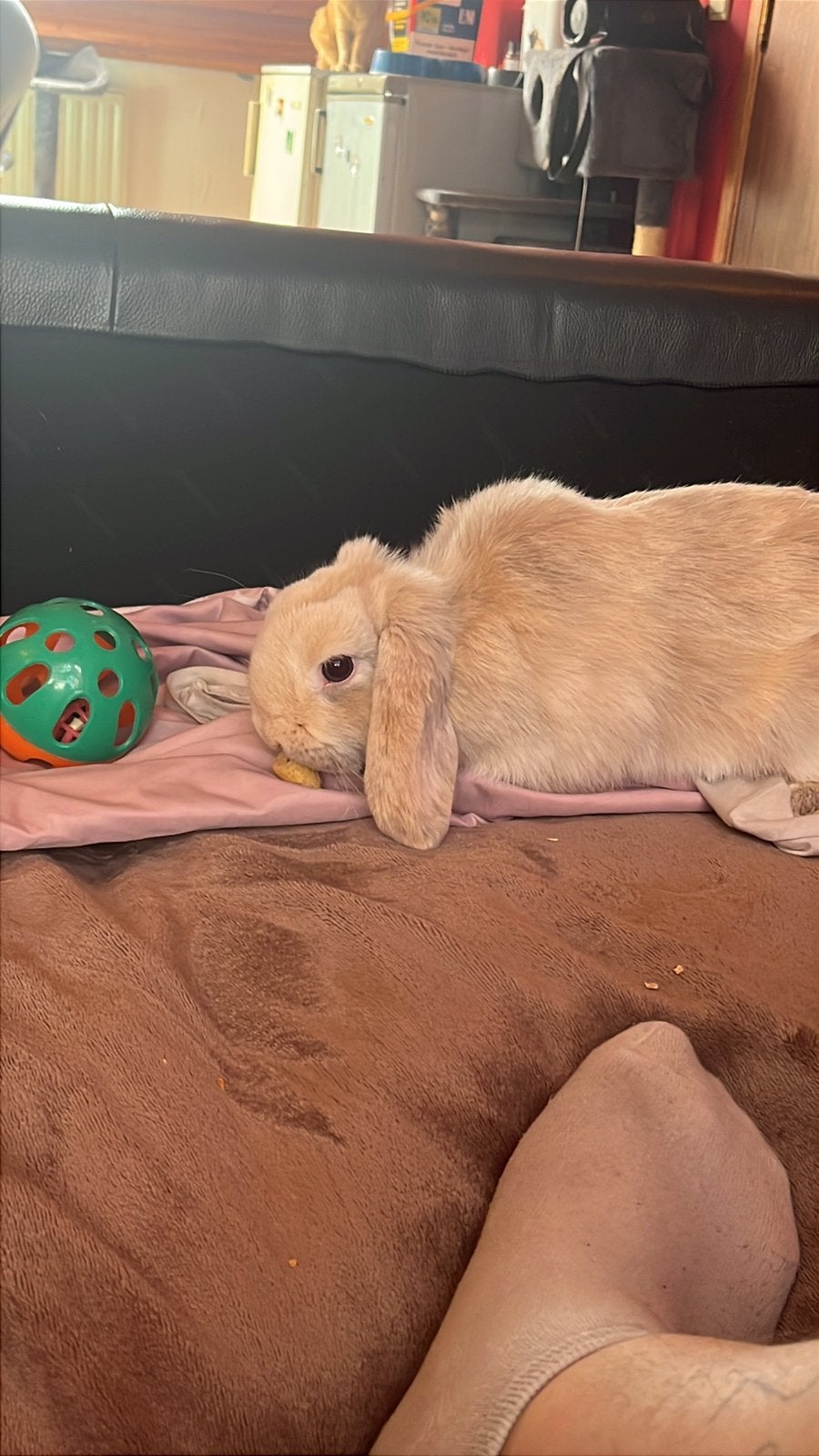 Cookie zoekt een nieuw thuisje, Enlèvement