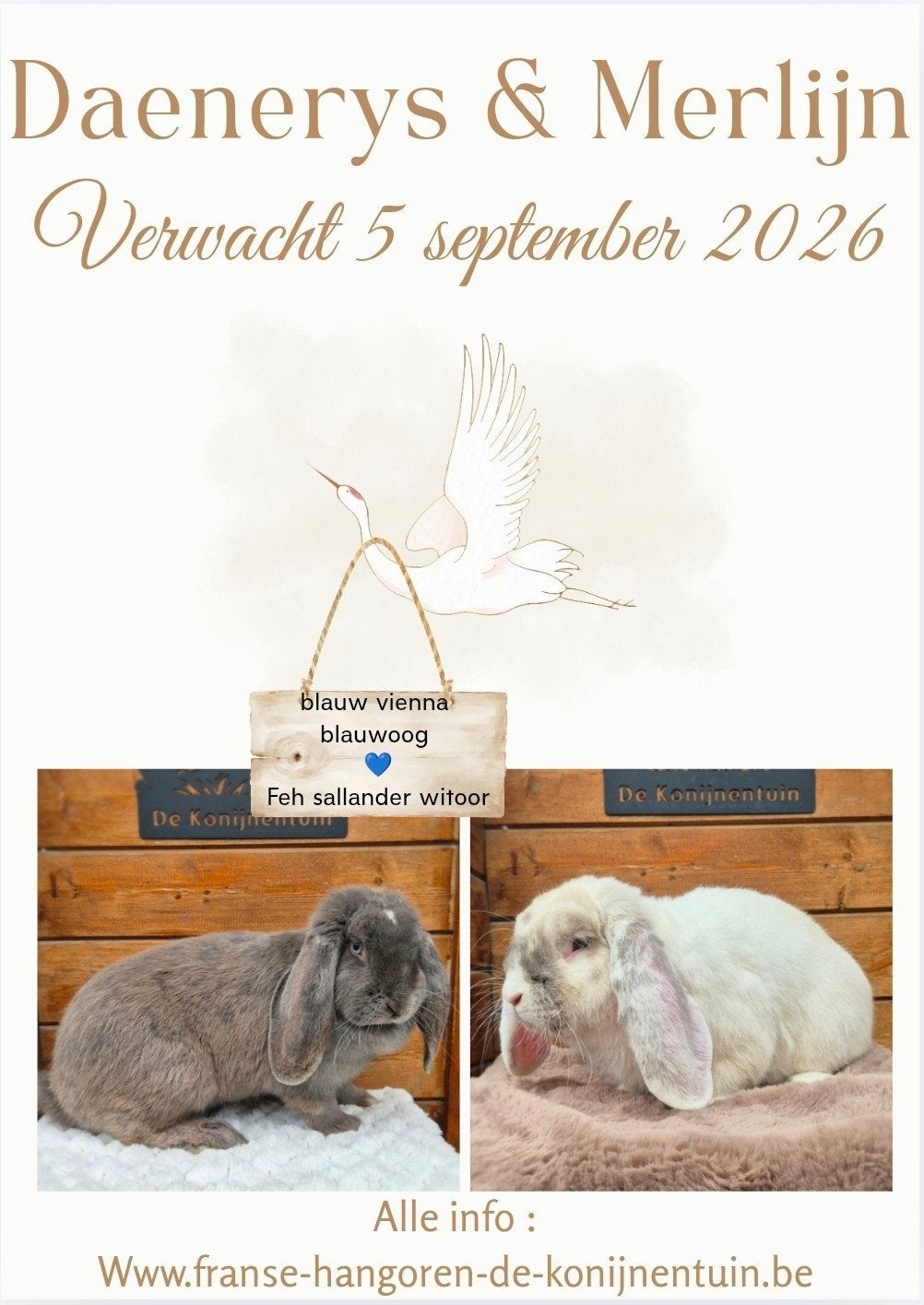 Wij verwachten raszuivere Franse hangoren, Dieren en Toebehoren, Konijnen, Groot