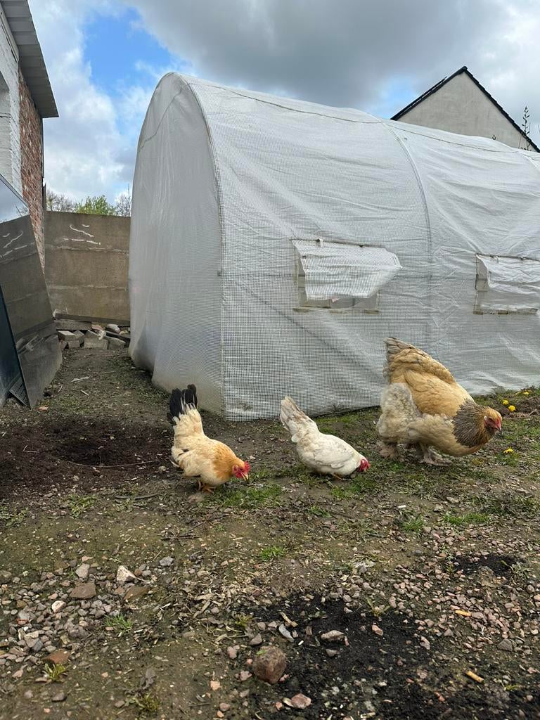 Chabo hennen kippen 1 jaar oud, Animaux & Accessoires, Volatiles, Femelle, Poule ou poulet
