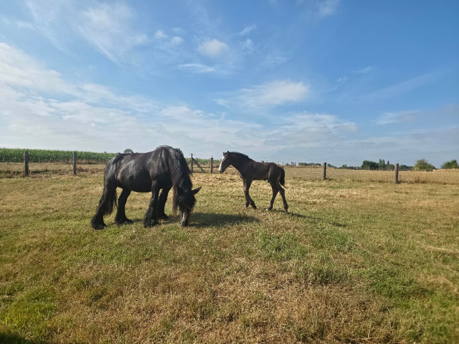 drachtige tinker merrie met veulen, Minder dan 160 cm, Onbeleerd, 11 jaar of ouder, Recreatiepaard
