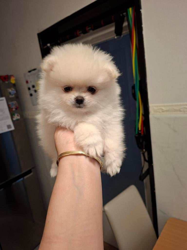 Schattige puppy's, België, Fokker | Hobbymatig, Keeshond, 15 weken tot 1 jaar