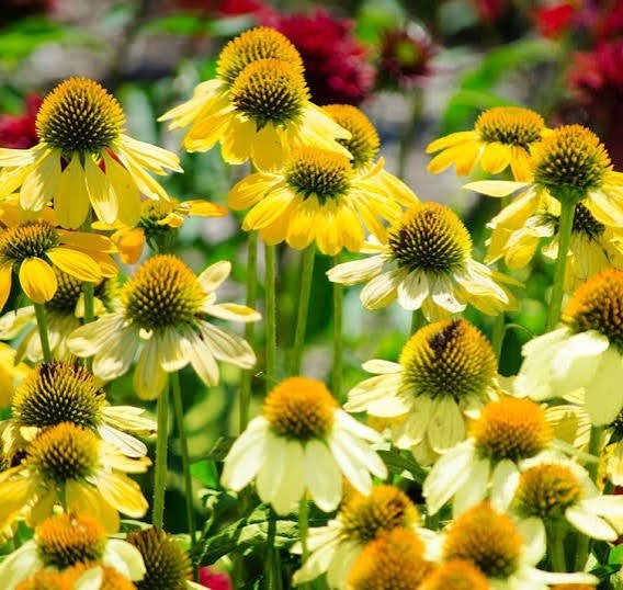 Echinacea Mellow Yellow, Tuin en Terras, Planten | Tuinplanten, Ophalen, Halfschaduw