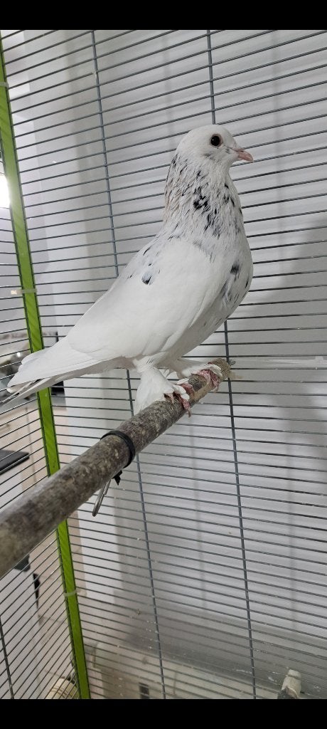 Très beau pigeon Mâle, Dieren en Toebehoren, Vogels | Duiven, Mannelijk, Tuimelaar of Roller