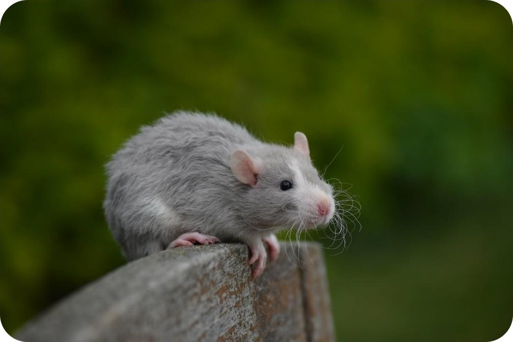 2 prachtige heren zoeken thuisje, Rat, Februari, Mannelijk, Tam