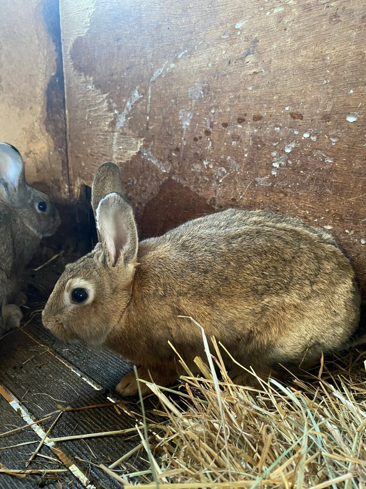 3 konijnen te koop, Dieren en Toebehoren, Mannelijk, Middelgroot, 0 tot 2 jaar